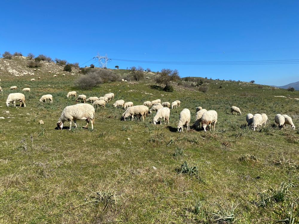 Çobanlık deyip geçme, koyun güderek 1000 dönüm arazi satın aldı