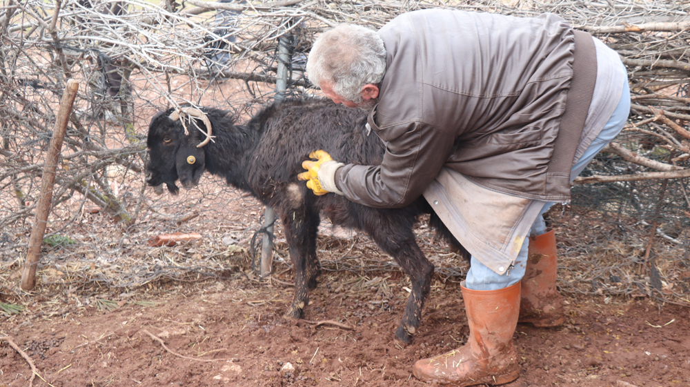 Aşı yapılan 150 keçiden 70’i telef olan çoban aile gözyaşlarına boğuldu