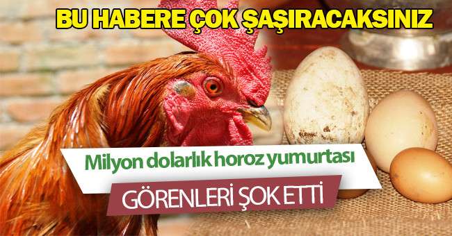 Yumurtlayan horoz şaşkına çevirdi