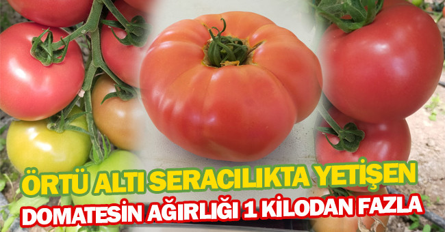 Çameli’de yetişen domatesin ağırlığı 1 kilonun üzerinde geldi
