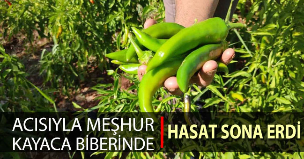 Acısıyla meşhur Kayaca biberinde hasat sona erdi