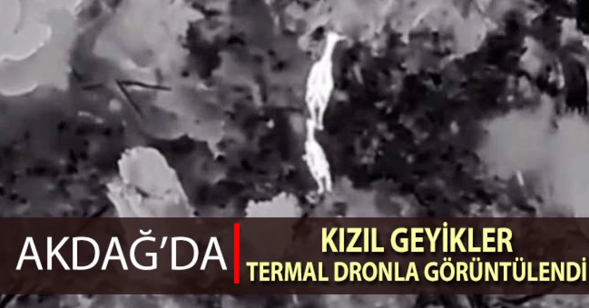 Akdağ&rsquo;da kızıl geyikler termal dronla g&ouml;r&uuml;nt&uuml;lendi