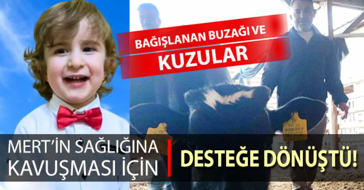 Bağışlanan buzağı ve kuzular Mert'in sağlığına kavuşması i&ccedil;in desteğe d&ouml;n&uuml;şt&uuml;