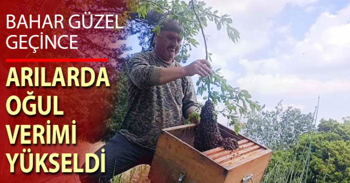 Bahar g&uuml;zel ge&ccedil;ince arılarda oğul verimi y&uuml;kseldi