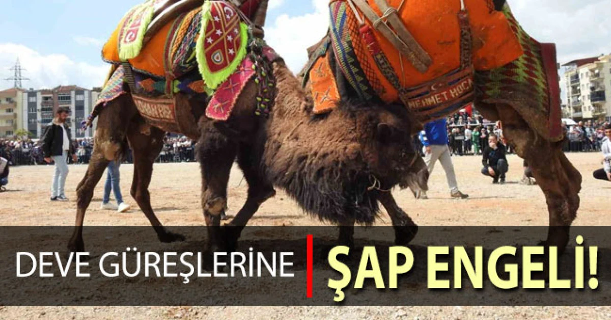 Buldan deve güreşlerine şap engeli