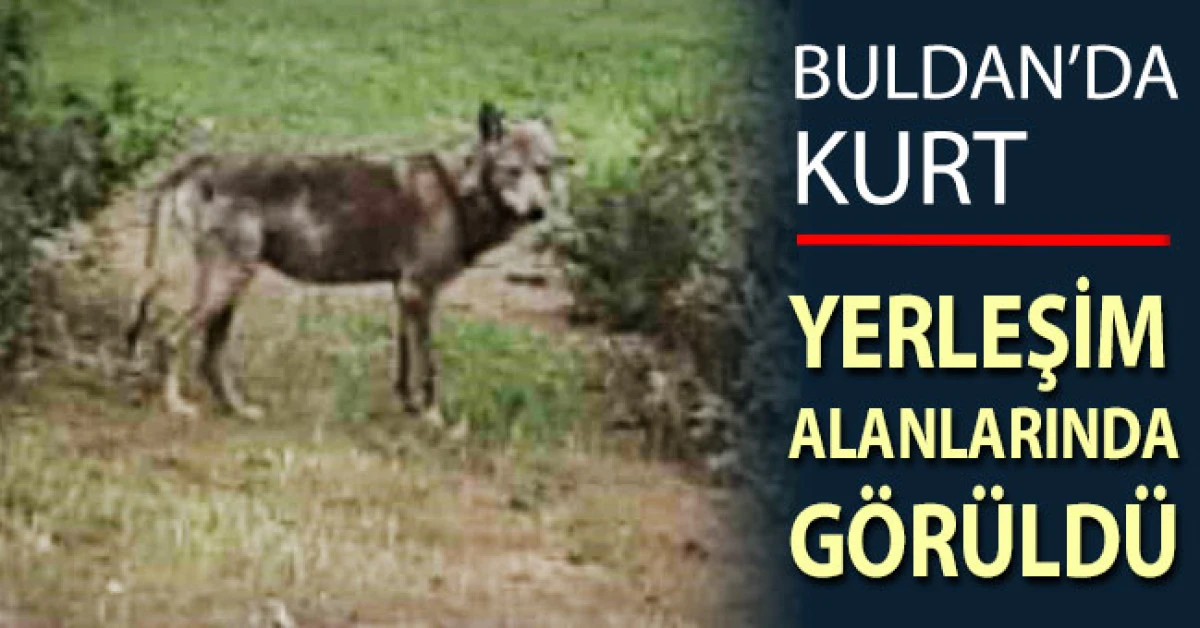 Buldan&rsquo;da kurt bir kez daha g&ouml;r&uuml;ld&uuml;