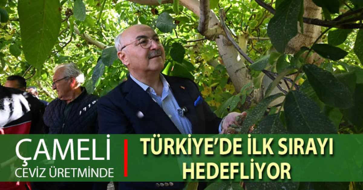 &Ccedil;ameli ceviz &uuml;retiminde T&uuml;rkiye&rsquo;de ilk sırayı hedefliyor