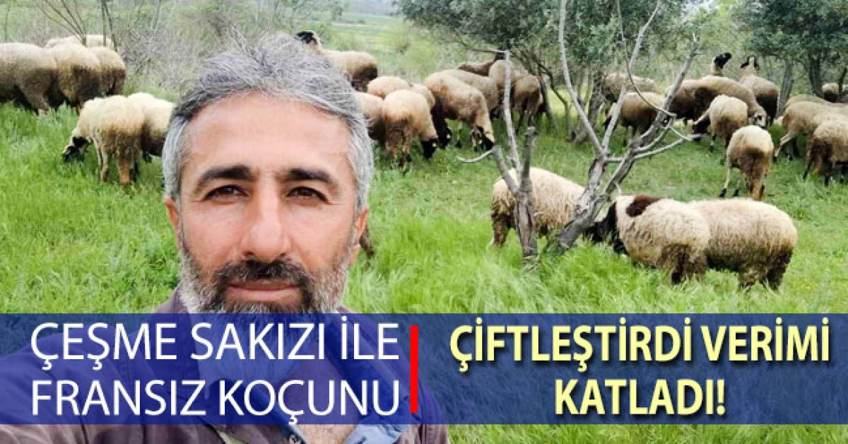 &Ccedil;eşme sakızı ile Fransız ko&ccedil;unu birleştirdi, verimi katladı