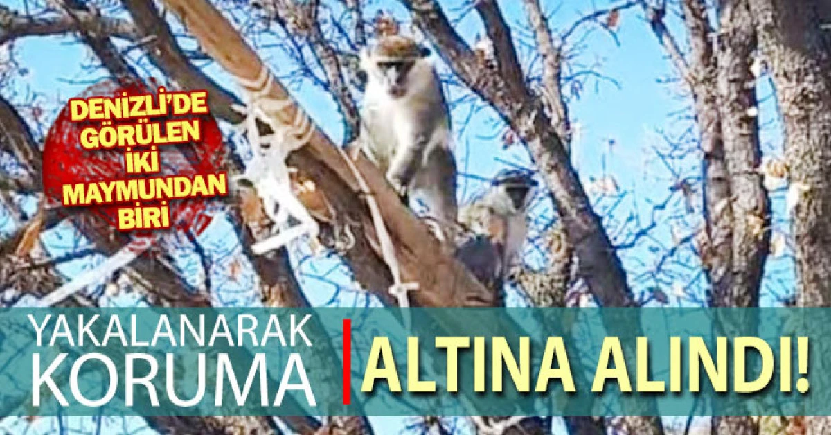 &Ccedil;ivril&rsquo;de g&ouml;r&uuml;len maymun koruma altına alındı