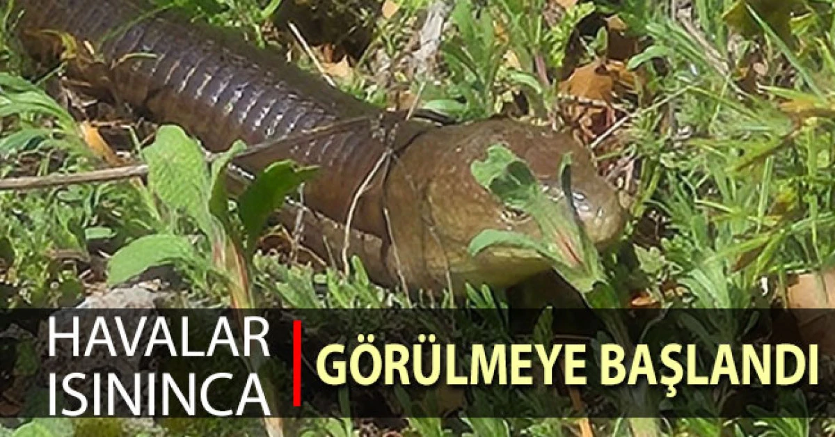 Demir yılan Bozkurt&rsquo;ta ortaya &ccedil;ıktı