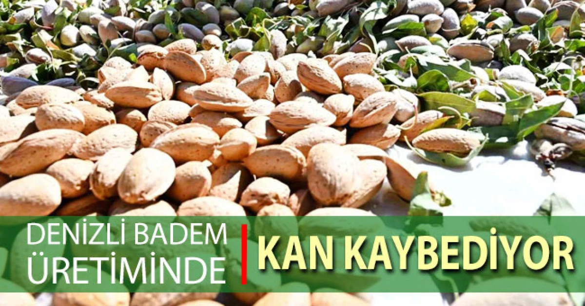 Denizli badem &uuml;retiminde kan kaybediyor