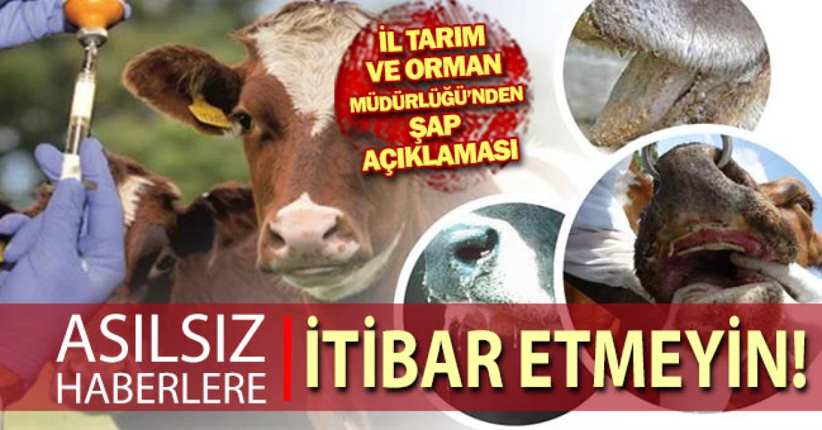 Denizli Tarım ve Orman Müdürlüğü'nden Şap Hastalığı Açıklaması!
