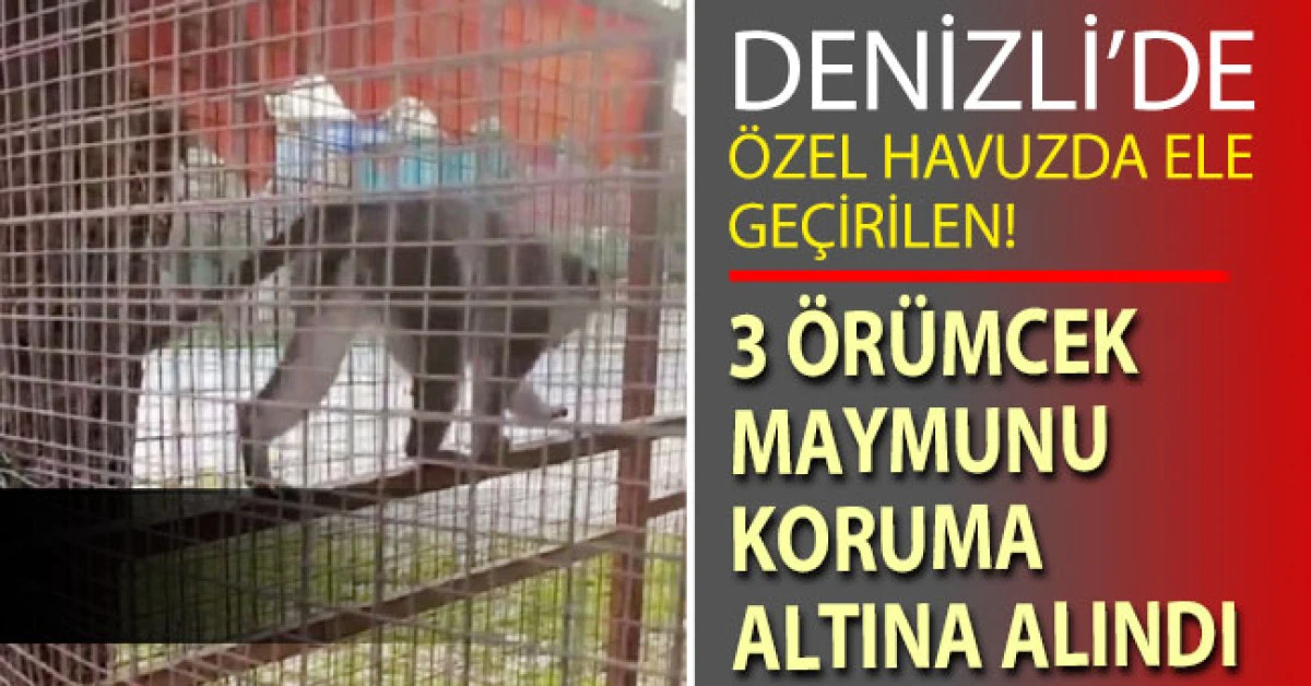 Denizli&rsquo;de 3 &ouml;r&uuml;mcek maymunu ele ge&ccedil;irildi