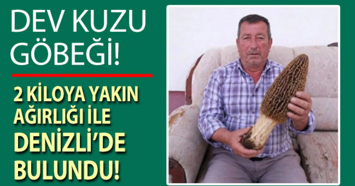 Denizli'de dev kuzu g&ouml;beği g&ouml;renleri şaşırttı!