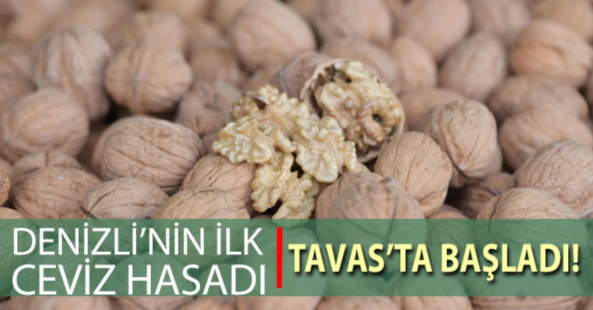 Denizli’de ilk ceviz hasadı Tavas’ta başladı