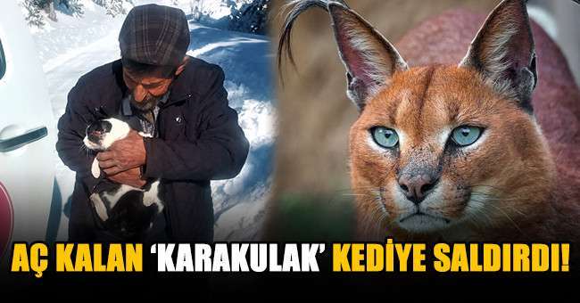 Denizli'de Karakulak'ın ağır yaraladığı kedi ameliyata alındı