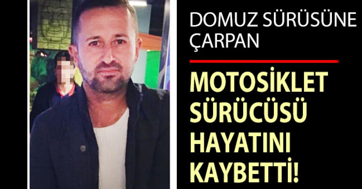 Domuz s&uuml;r&uuml;s&uuml;ne &ccedil;arpan motosiklet s&uuml;r&uuml;c&uuml;s&uuml; hayatını kaybetti