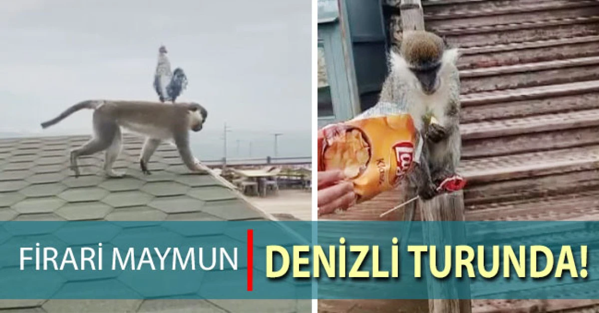 Firari maymun Denizli turuna &ccedil;ıktı