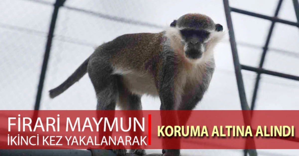 Firari maymun ikinci kez yakalanarak koruma altına alındı