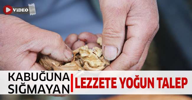 Hasat edilen cevizler tezgahlara düşmeye başladı