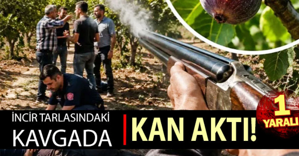 İncir tarlasındaki kavgada kan aktı! 1 ağır yaralı