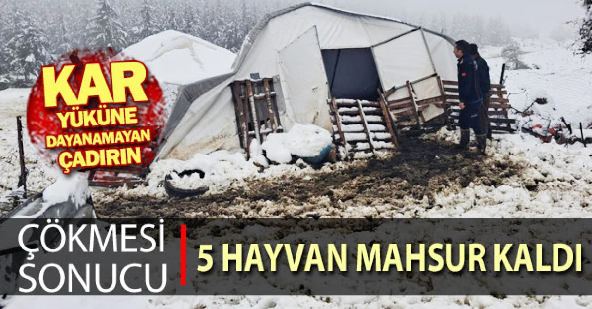 Kar y&uuml;k&uuml;ne dayanamayan &ccedil;adırın &ccedil;&ouml;kmesi sonucu 5 hayvan mahsur kaldı