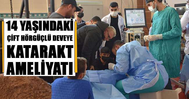 Katarak olan deve ameliyatla sağlığına kavuştu