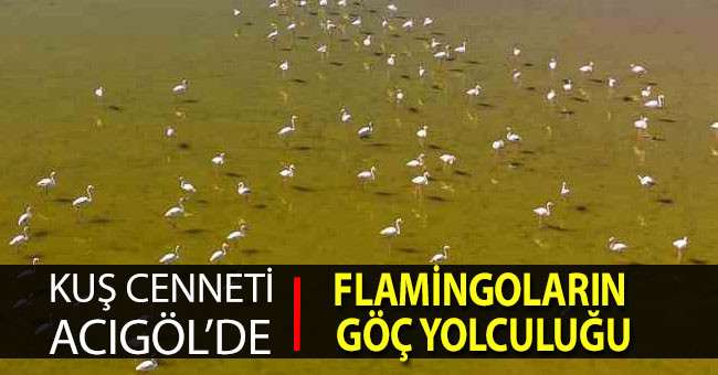 Kuş cenneti Acıgöl’de flamingoların göç yolculuğu