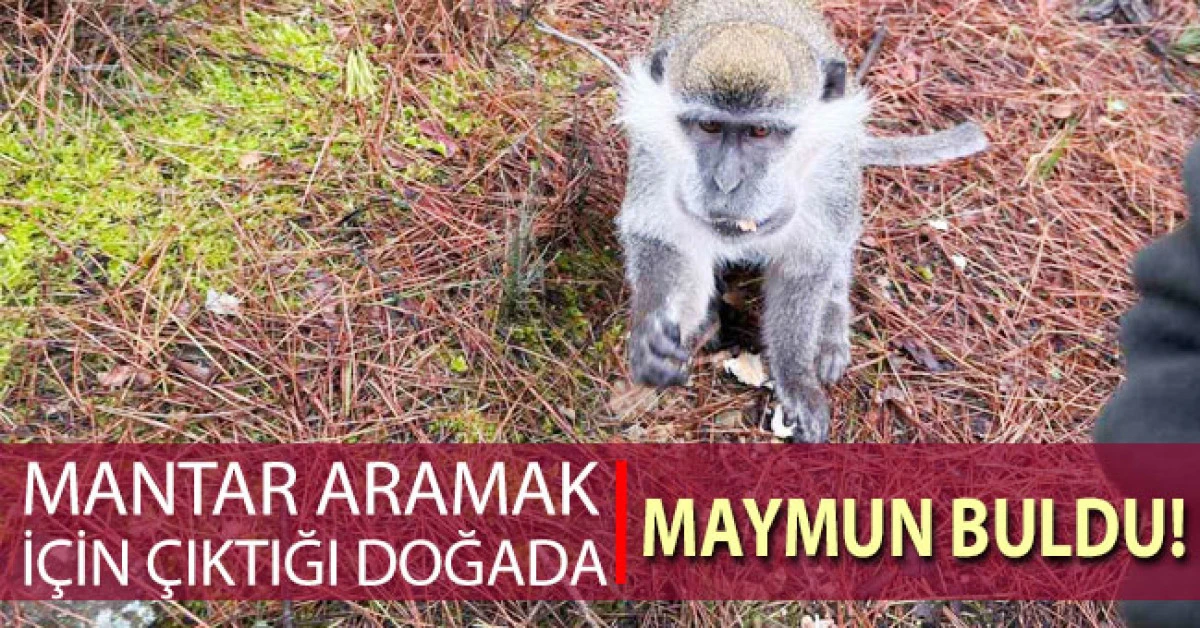 Mantar aramak i&ccedil;in &ccedil;ıktığı doğada maymun buldu