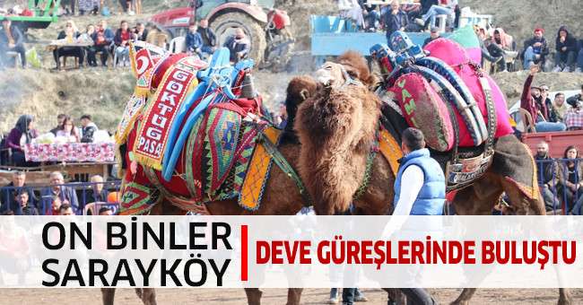 On binler Sarayköy deve güreşlerinde buluştu