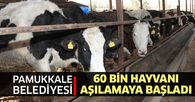 Pamukkale Belediyesi 60 Bin Hayvanı Aşılamaya Başladı
