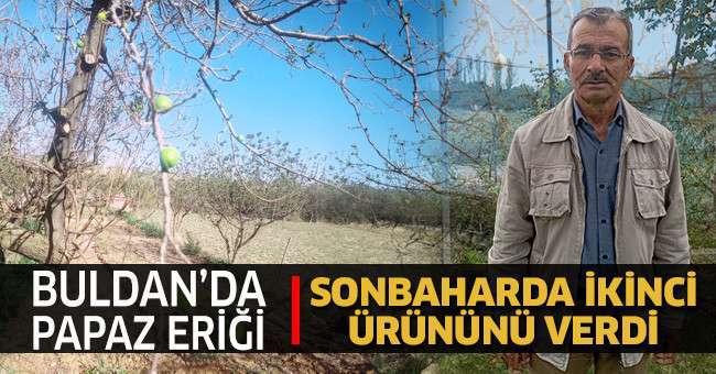 Papaz erik sonbaharda ikinci ürününü verdi