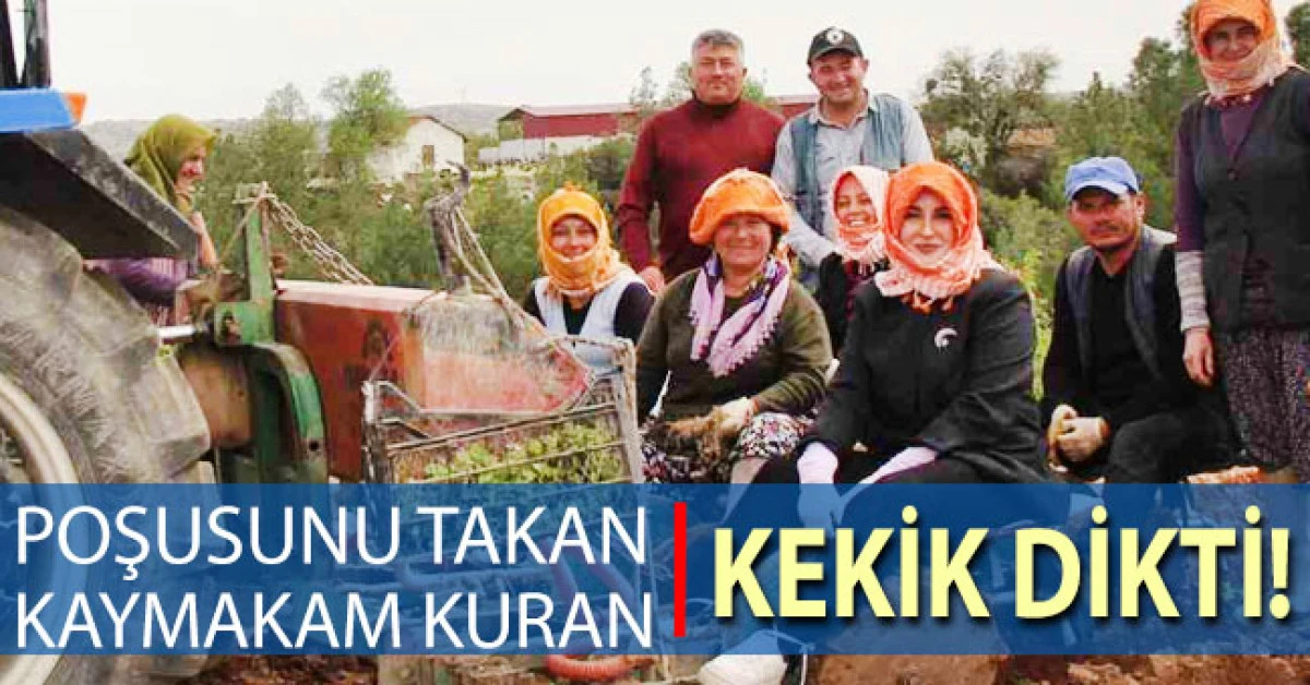 Poşusunu takan Kaymakam Kuran &uuml;reticilerle birlikte kekik dikti