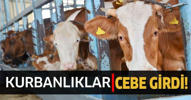 Tarım Cebimde uygulaması kurbanlık hayvanlar için devreye girdi