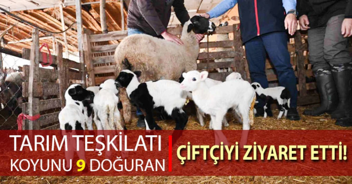 Tarım teşkilatı koyunu 9 doğuran besiciyi ziyaret etti