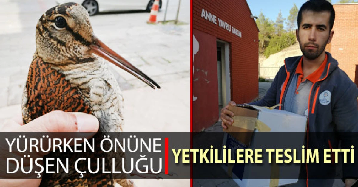 Yürürken önün düşen yaralı çulluk kuşunu yetkililere teslim etti